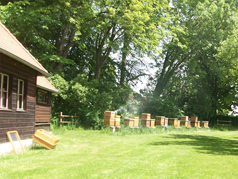 Die Bienenvölker der Imkerschule in Landsberg am Lech